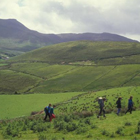 DINGLE