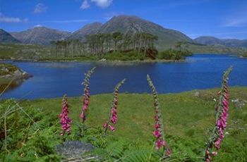 A Kerry Scene