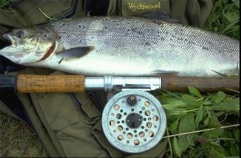 Catch of the day - Fresh Salmon