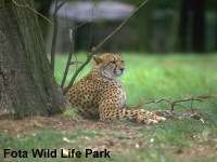Fota